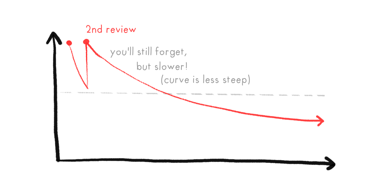 With a 2nd review, your memory of a fact decays slower.